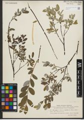 Foto von Salix repens L.